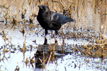 American Crow