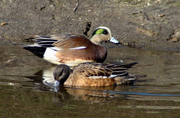 American Wigeon pair