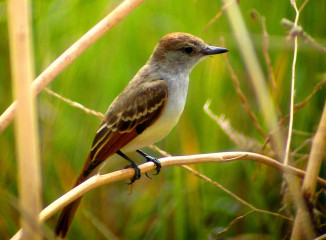 Ash-throated Fycatcher