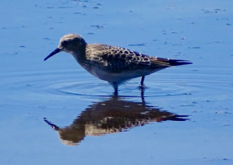 Baird's Sandpiper