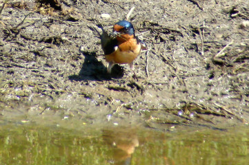 Barn Swallow