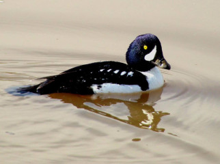 Barrow's Goldeneye male