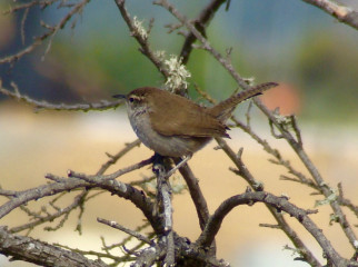 Bewick's Wren