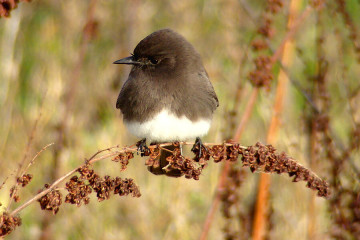 Black Phoebe