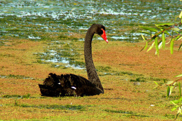 Black Swan, exotic, non-native