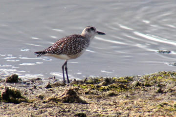 Black-bellied Plover