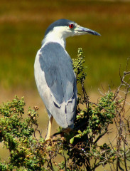 Black-crowned Night Heron