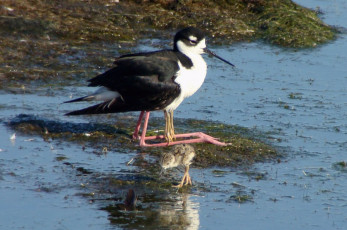 Black-necked Stilt, with chicks under her feathers