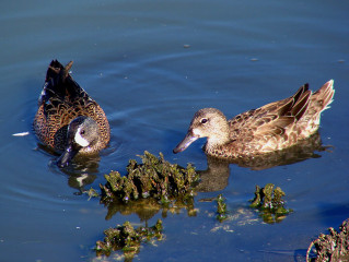 Blue-winged Teal pair