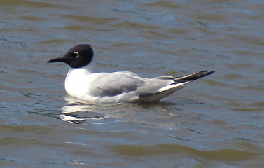 Bonaparte's Gull, adult breeding