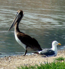 Brown Pelican