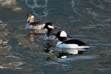 Bufflehead male, female, juvenile