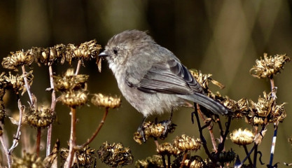 Bushtit