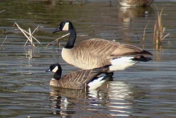 Cackling Goose, front with Canada Goose behind