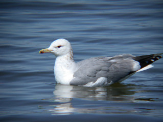 California Gull