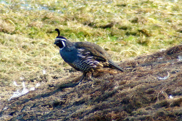 California Quail