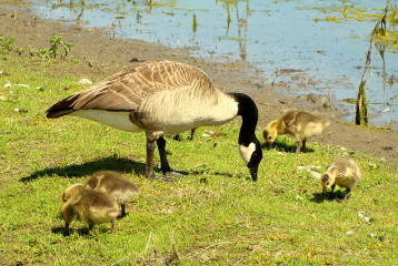 Canada Goose with gosling