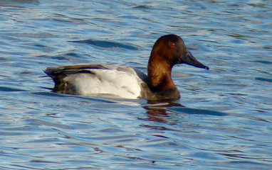 Canvasback, male