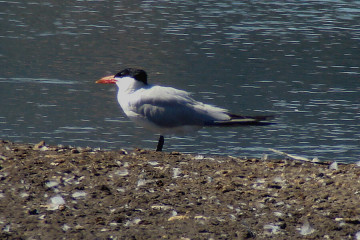 Caspian Tern