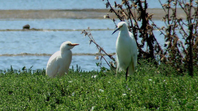 Cattle Egret (left) looking at Snowy Egret (right)