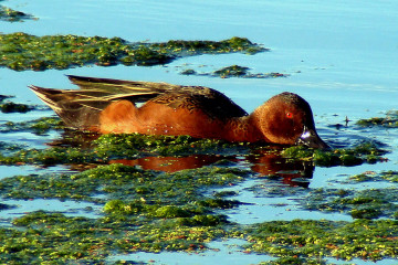 Cinnamon Teal male