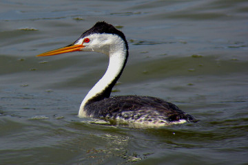 Clark's grebe