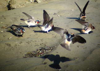 Cliff Swallows gathering nest material