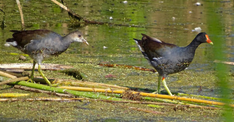 Common Gallinule (right) followed by chick