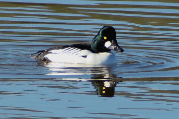 Common Goldeneye, male