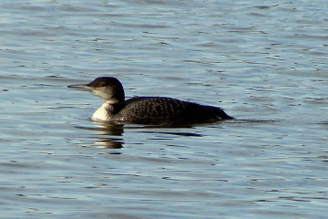 Common-Loon