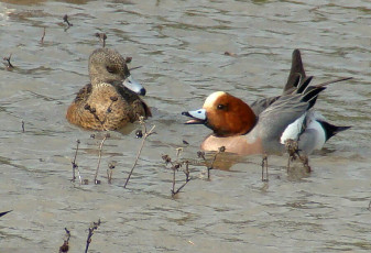 Eurasian Wigeon male (right) with American Wigeon female (left)