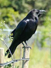 Common Raven