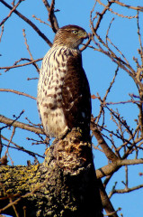 Cooper's Hawk juvenile