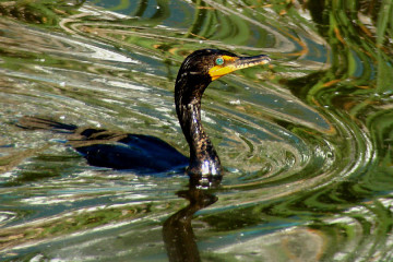 Double-crested Cormorant