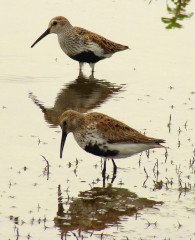 Dunlin (adult plumage)