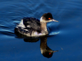 Eared grebe, winter plumage