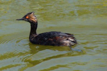 Eared grebe