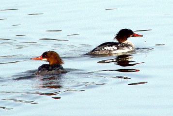 Common Merganser pair, male to the right