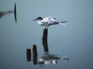 Forster's Tern