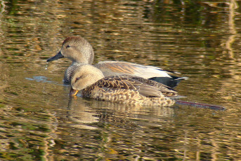 Gadwall pair, male above