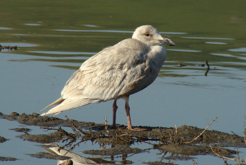 Glaucous-winged Gull, winter plumage