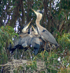 Great Blue Heron with young