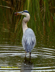 Great Blue Heron