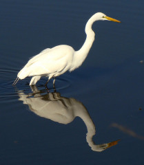 Great Egret