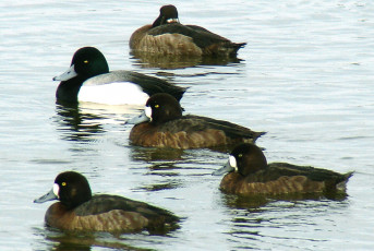 Greater Scaup, male and four female