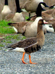 Greater White-fronted Goose