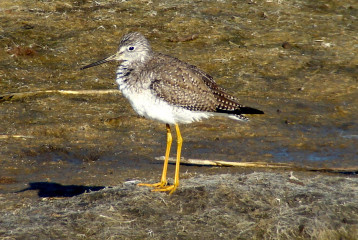 Greater Yellowlegs