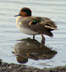 Green-winged Teal male