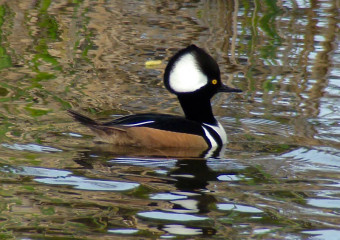 Hooded Merganser, male