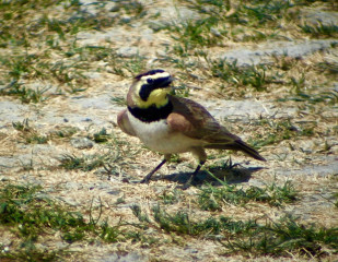 Horned Lark